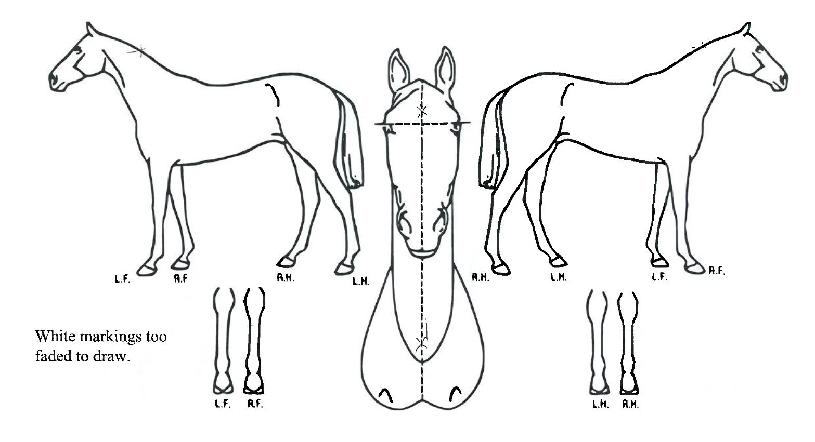 ½Ã°ÉÀÇ Ãø¸é,¿ì¸é,µÞ¸é,µÎ»ó,´Ù¸®ÀÇ Æ¯Â¡µµÇØ