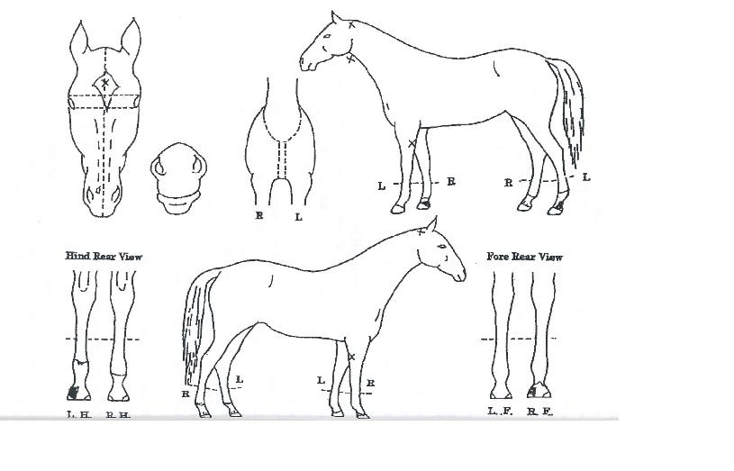 ¹Ù½º¶óÆ®·¹¿ÂÀÇ Ãø¸é,¿ì¸é,µÞ¸é,µÎ»ó,´Ù¸®ÀÇ Æ¯Â¡µµÇØ