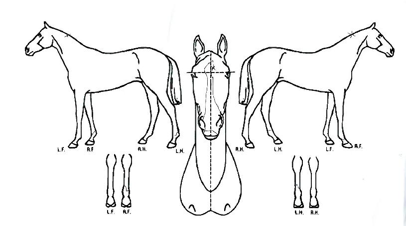 Å©¶óÀÌÇÁ¸®´ýÀÇ Ãø¸é,¿ì¸é,µÞ¸é,µÎ»ó,´Ù¸®ÀÇ Æ¯Â¡µµÇØ