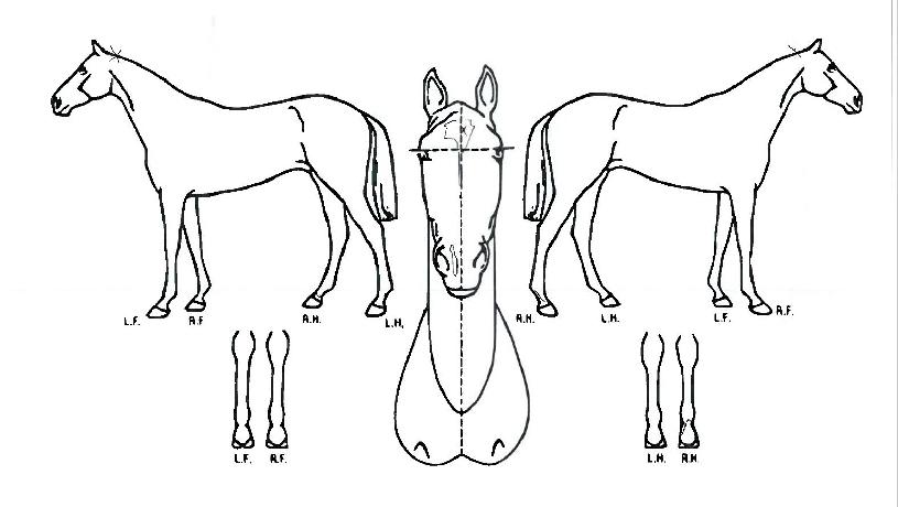 º¸Æ®³×ÀÌÀÇ Ãø¸é,¿ì¸é,µÞ¸é,µÎ»ó,´Ù¸®ÀÇ Æ¯Â¡µµÇØ