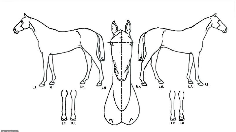 Å©¸²½¼ÀÇ Ãø¸é,¿ì¸é,µÞ¸é,µÎ»ó,´Ù¸®ÀÇ Æ¯Â¡µµÇØ